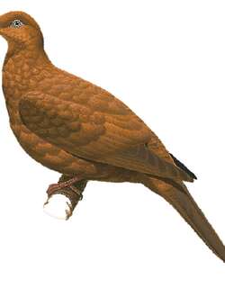 恩加诺鹃鸠 / Enggano Cuckoo-Dove / Macropygia cinnamomea