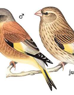 金翅雀 / Grey-capped Greenfinch / Chloris sinica