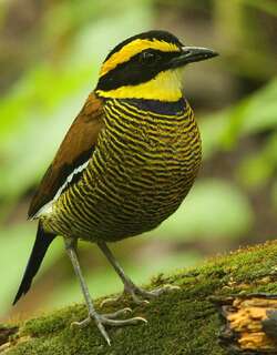 蓝尾八色鸫 / Javan Banded Pitta / Hydrornis guajanus