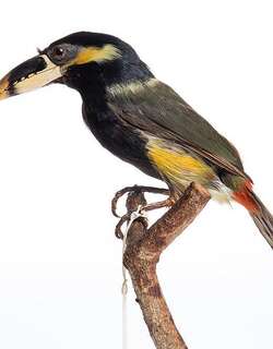 高氏小巨嘴鸟 / Gould’s Toucanet / Selenidera gouldii