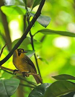 笠原吸蜜鸟 / Bonin White-eye / Apalopteron familiare