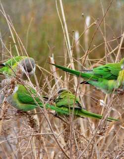 灰顶鹦哥 / Grey-hooded Parakeet / Psilopsiagon aymara