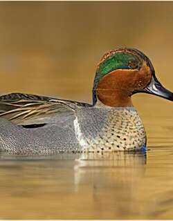美洲绿翅鸭 / Green-winged Teal / Anas carolinensis