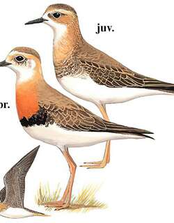 东方鸻 / Oriental Plover / Charadrius veredus