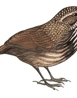 灰岩鹪鹛 / Limestone Wren-Babbler / Gypsophila crispifrons