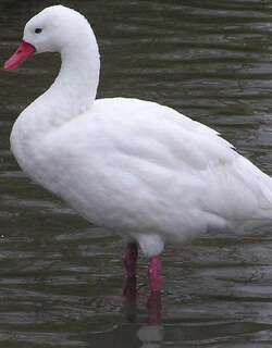 扁嘴天鹅 / Coscoroba Swan / Coscoroba coscoroba