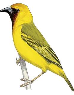 凯隆织雀 / Kilombero Weaver / Ploceus burnieri