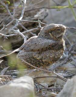 马岛夜鹰 / Madagascan Nightjar / Caprimulgus madagascariensis