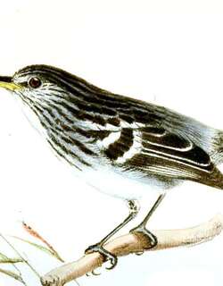 纵纹蚁鹩 / Guianan Streaked Antwren / Myrmotherula surinamensis