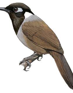 柬埔寨噪鹛 / Cambodian Laughingthrush / Garrulax ferrarius