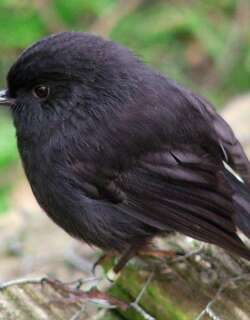 查岛鸲鹟 / Black Robin / Petroica traversi