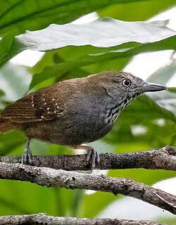 褐腹蚁鹩 / Brown-bellied Stipplethroat / Epinecrophylla gutturalis