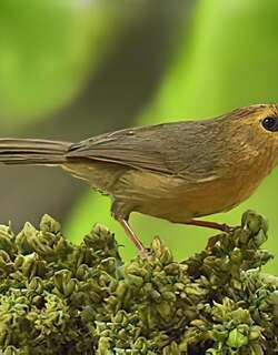 黑颏穗鹛 / Black-chinned Babbler / Cyanoderma pyrrhops