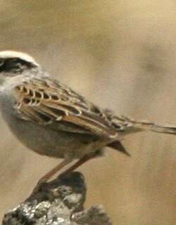 纹雀鹀 / Striped Sparrow / Oriturus superciliosus