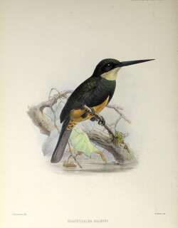 乌背鹟䴕 / Dusky-backed Jacamar / Brachygalba salmoni