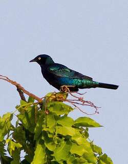 短尾丽椋鸟 / Bronze-tailed Starling / Lamprotornis chalcurus
