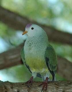 土岛果鸠 / Atoll Fruit Dove / Ptilinopus coralensis