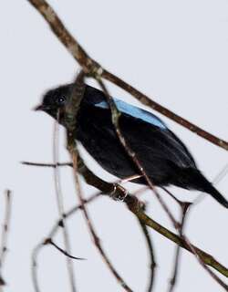 玻利维亚娇鹟 / Yungas Manakin / Chiroxiphia boliviana