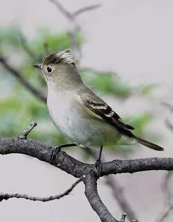 白冠拟霸鹟 / White-crested Elaenia / Elaenia albiceps