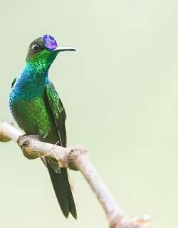 紫额辉蜂鸟 / Violet-fronted Brilliant / Heliodoxa leadbeateri