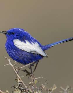 蓝白细尾鹩莺 / White-winged Fairywren / Malurus leucopterus