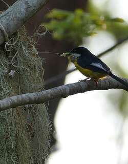 白翅娇莺 / White-winged Apalis / Apalis chariessa