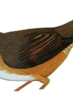 高山短翅莺 / Russet Bush Warbler / Locustella mandelli