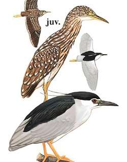夜鹭 / Black-crowned Night Heron / Nycticorax nycticorax