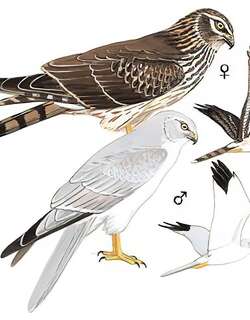 草原鹞 / Pallid Harrier / Circus macrourus