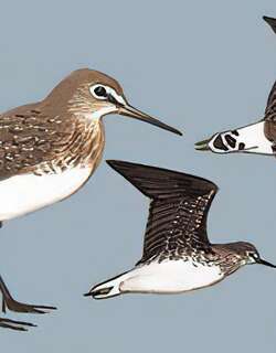 白腰草鹬 / Green Sandpiper / Tringa ochropus