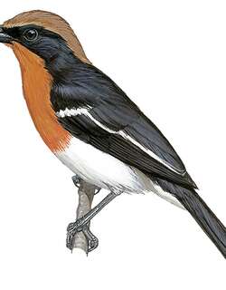 布氏黑鵙 / Braun’s Bushshrike / Laniarius brauni