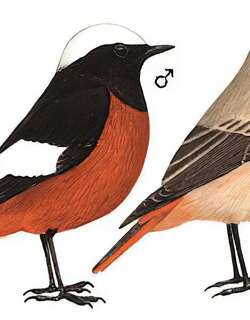红腹红尾鸲 / Güldenstädt’s Redstart / Phoenicurus erythrogastrus