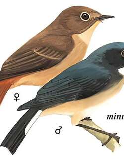 灰蓝姬鹟 / Slaty-blue Flycatcher / Ficedula tricolor