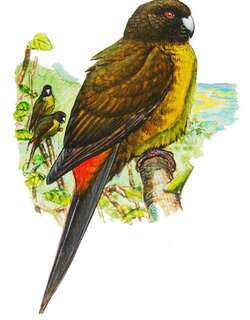 社会岛鹦鹉 / Raiatea Parakeet / Cyanoramphus ulietanus