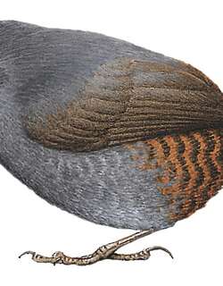圣岛窜鸟 / Santa Marta Tapaculo / Scytalopus sanctaemartae