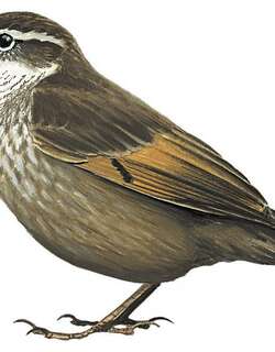 皇抖尾地雀 / Royal Cinclodes / Cinclodes aricomae