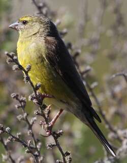 海角丝雀 / Cape Siskin / Crithagra totta