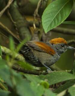 蓝灰针尾雀 / Slaty Spinetail / Synallaxis brachyura