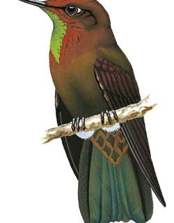 铜辉尾蜂鸟 / Coppery Metaltail / Metallura theresiae