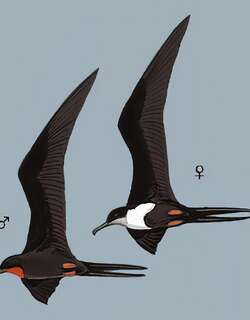 大军舰鸟 / Great Frigatebird / Fregata minor