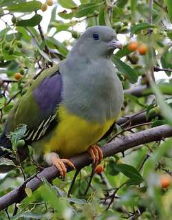 黄腹绿鸠 / Bruce’s Green Pigeon / Treron waalia