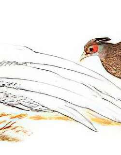 白鹇 / Silver Pheasant / Lophura nycthemera
