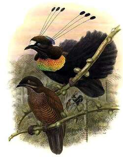 劳氏六线风鸟 / Lawes’s Parotia / Parotia lawesii