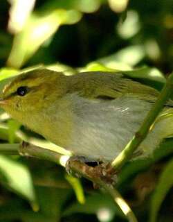 黄喉柳莺 / Yellow-throated Woodland Warbler / Phylloscopus ruficapilla