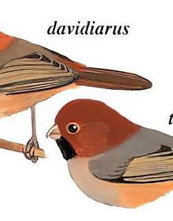 短尾鸦雀 / Short-tailed Parrotbill / Neosuthora davidiana