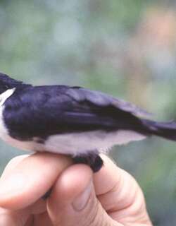 黑颏王鹟 / Black-chinned Monarch / Symposiachrus boanensis