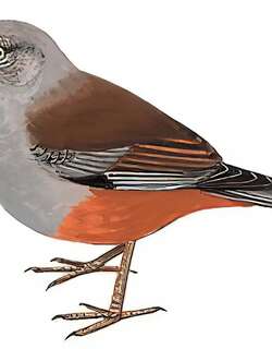 栗背岩鹨 / Maroon-backed Accentor / Prunella immaculata