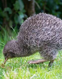 小斑几维 / Little Spotted Kiwi / Apteryx owenii