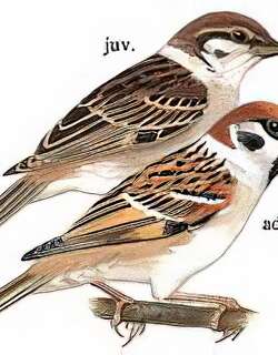 [树]麻雀 / Eurasian Tree Sparrow