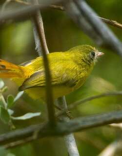 利氏红鹟 / Livingstone’s Flycatcher / Erythrocercus livingstonei